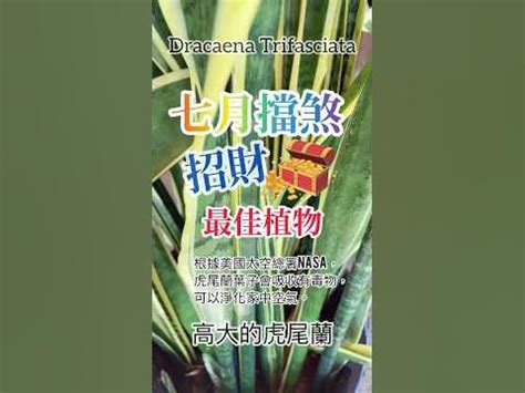 虎尾蘭 擋煞|虎尾蘭擋煞指南：居家擺放秘訣，打造和諧風水 